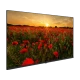 Arçelik A40K 590G Full HD LED televizyon, ekranda gün batımında kırmızı gelincik tarlası görüntüsü