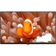 Arçelik A32K 586 Hotel HD Ready HD TV ekranında turuncu palyaço balığı görüntüsü bulunan LED televizyon