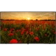 Arçelik A40K 690 Full HD LED TV, gün batımında kırmızı gelincik tarlasını gösteren siyah ekran