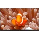 Arçelik A32K 694G Hotel HD Ready HD TV, deniz şakayıkları arasında palyaço balığı görüntüsü gösteren LED televizyon