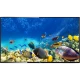 Beko B40K 680G Full HD FHD TV, siyah çerçeveli ekranda renkli mercan resifi görüntüsü