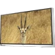 LG 84UB980V Ultra HD 4K LED televizyon, çerçevesiz tasarım ve çöl antilopu ekran görüntüsü