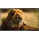 LG 55LA620S Full HD LED TV ekranında aslan görüntüsü, genel renkli televizyon