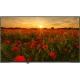 Arçelik A32K 690 HD Ready LED TV, siyah çerçeveli ekranında gün batımında kırmızı gelincik tarlası görüntüsü