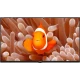 Arçelik A40K 586 Hotel Full HD FHD LED TV ekranında turuncu palyaço balığı ve eller görüntüsü