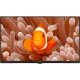 Arçelik A32K 586 Hotel HD Ready HD TV ekranında turuncu palyaço balığı görüntüsü bulunan LED televizyon