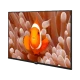 Arçelik A43K 586 Hotel Full HD FHD LED televizyon, ekranda turuncu palyaço balığı görüntüsüyle