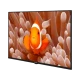 Arçelik A40K 694G Hotel Full HD FHD LED televizyonda renkli palyaço balığı görüntüsü