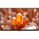 Arçelik A32HH 500A4-A-BI HD Ready LED televizyon, ekranda renkli palyaço balığı görüntüsüyle