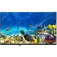 Beko B32K 590G HD Ready HD TV, deniz canlıları görüntüsü gösteren siyah çerçeveli televizyon